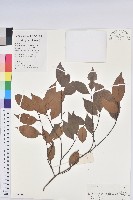 藏品(東方古柯)的圖片