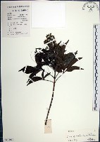 藏品(山埔姜)的圖片