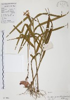 藏品(葦草蘭、鳥仔花、竹葉蘭)的圖片