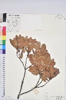 藏品(木姜葉青岡)的圖片