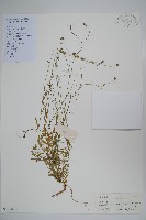 藏品(細葉蘭花參)的圖片