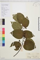 藏品(拐棗、枳椇)的圖片