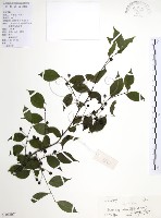 藏品(燈稱花、烏雞骨)的圖片