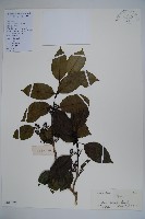 藏品(鐵冬青)的圖片