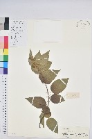 藏品(扛香藤)的圖片