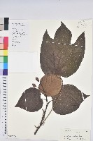 藏品(千年桐)的圖片