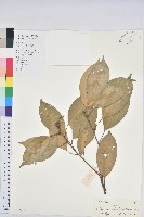 藏品(橿葉柯)的圖片