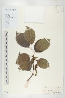 藏品(黑棗、君遷子)的圖片