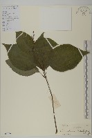 藏品(多穗金粟蘭)的圖片