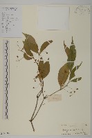 藏品(大丁黃)的圖片