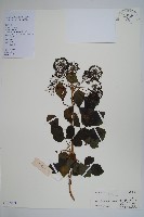 藏品(三葉五加)的圖片