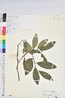 藏品(東方古柯)的圖片