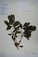 藏品(海南冬青)的圖片