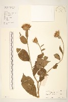 藏品(華麻花頭)的圖片