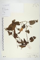 藏品(毛姬旋花)的圖片