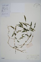 藏品(孩兒草)的圖片