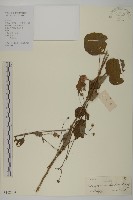 藏品(短冠東鳳菜)的圖片