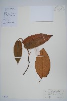 藏品(棕毛獼猴桃)的圖片