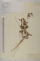 藏品(小葉一點紅)的圖片