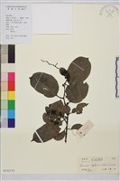 藏品(尼泊爾鼠李)的圖片