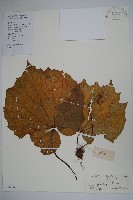 藏品(紫背天葵)的圖片