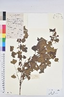 藏品(烏臼)的圖片