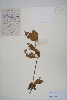 藏品(土牛膝)的圖片