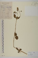 藏品(白花鬼針)的圖片