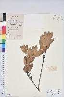 藏品(雷公青剛)的圖片