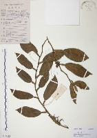 藏品(柚葉藤)的圖片