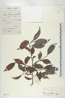 藏品(山紅柿)的圖片
