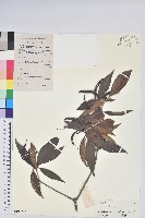 藏品(絲線吊芙蓉)的圖片