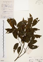 藏品(黃杞)的圖片