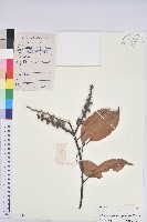 藏品(美葉石櫟)的圖片