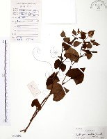 藏品(臭腥草、蕺菜)的圖片