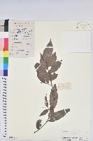 藏品(日本五月茶、南投五月茶)的圖片