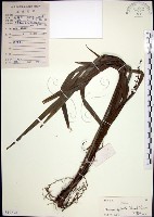 藏品(麥門冬)的圖片