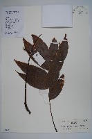 藏品(鐘萼木)的圖片