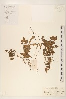 藏品(匐莖栓果菊)的圖片