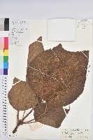 藏品(南平野桐)的圖片