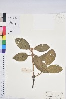 藏品(紫玉盤柯)的圖片