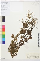 藏品(毛茛)的圖片