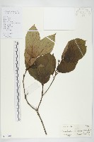 藏品(褐毛四照花)的圖片