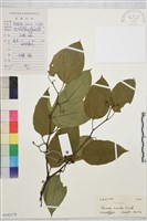 藏品(拐棗、枳椇)的圖片
