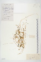 藏品(日本菟絲子)的圖片