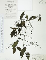 藏品(柱果鐵線蓮)的圖片