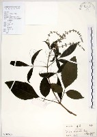 藏品(黃荊)的圖片