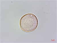 藏品(銳葉山黃麻)的圖片