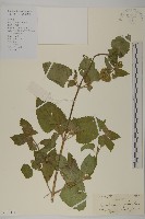 藏品(霍香薊)的圖片
