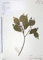 藏品(樟樹)的圖片